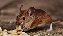 24 Hour & Emergency Exterminators in North Chesterfield, VA